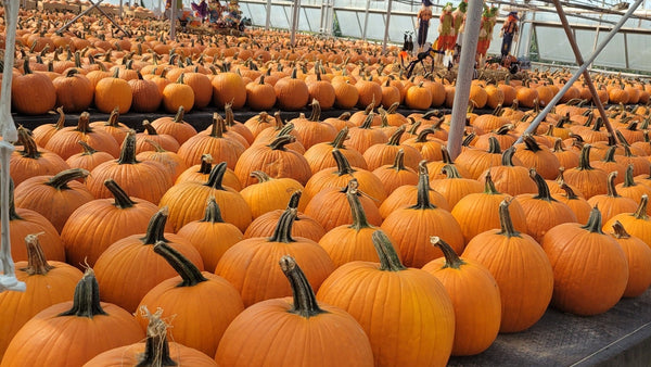 Greenhouse filled with rows of pumpkins