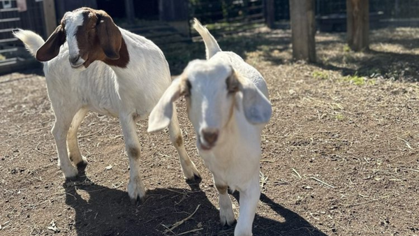Two goats standing on a dirt ground with a wooden fence in the background.