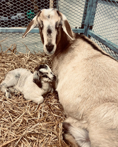 A large light beige goat lying on straw next to a small white and black baby goat in an outdoor pen with a wire fence background.