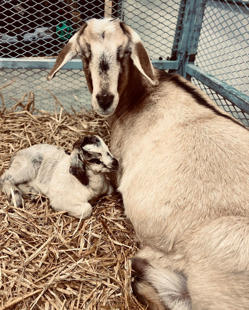 A large light beige goat lying on straw next to a small white and black baby goat in an outdoor pen with a wire fence background.