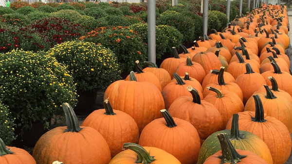 Row of pumpkins in a field with green bushes and trees in the background