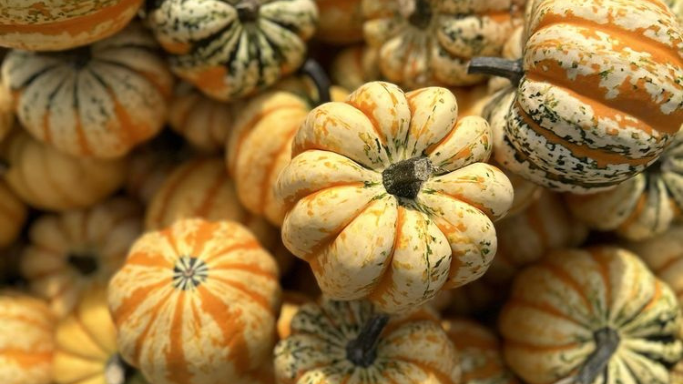 Close-up of a pile of small pumpkins with orange and green colors.