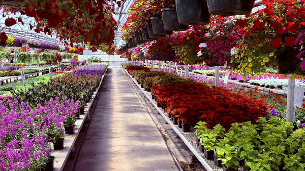 Gardening center with rows of potted plants and flowers.