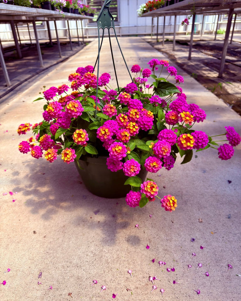 A hanging black planter filled with bright pink and yellow-orange lantana flowers, placed on a concrete path in a greenhouse or garden center.
