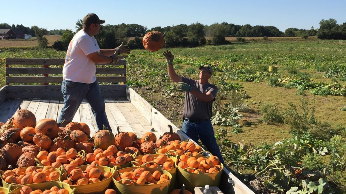 Two people unloading pumpkins from a truck in a field.
