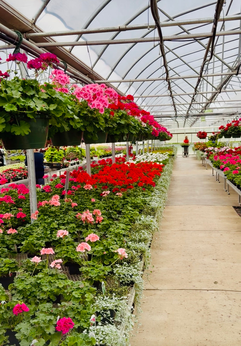 Greenhouse with rows of potted flowers including red and pink geraniums.
