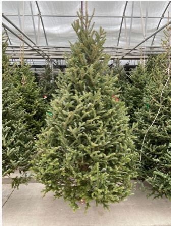 A green Balsam Fir tree standing in a greenhouse setting, with other trees and a translucent roof structure visible in the background.