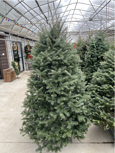 A green Canaan Fir tree standing in a greenhouse setting, with other trees and a translucent roof structure visible in the background.