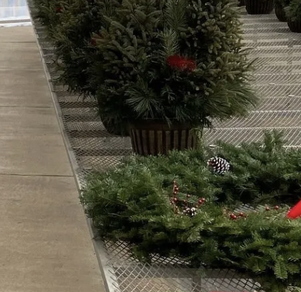 A row of small evergreen Christmas trees in striped pots on a metal grid floor, with a concrete aisle to the left. Some trees are decorated with red berries and pinecones.
