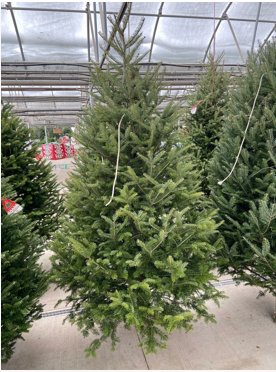 A green Fraser Fir tree standing in a greenhouse setting, with other trees and a translucent roof structure visible in the background.