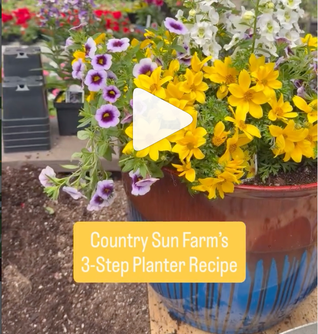 A potted flowering plant in a blue and brown ceramic planter, with yellow and purple flowers, overlaid with a play icon and the text 'Country Sun Farm's 3-Step Planter Recipe'.