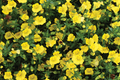 Close-up of a dense cluster of yellow flowers with green leaves