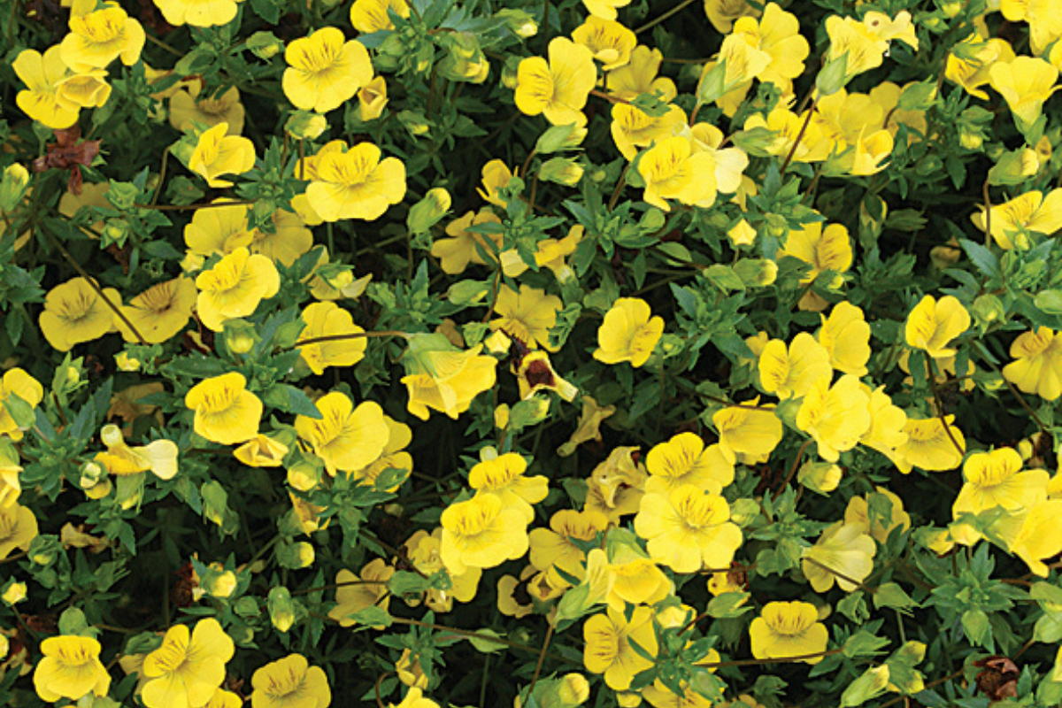 Close-up of a dense cluster of yellow flowers with green leaves