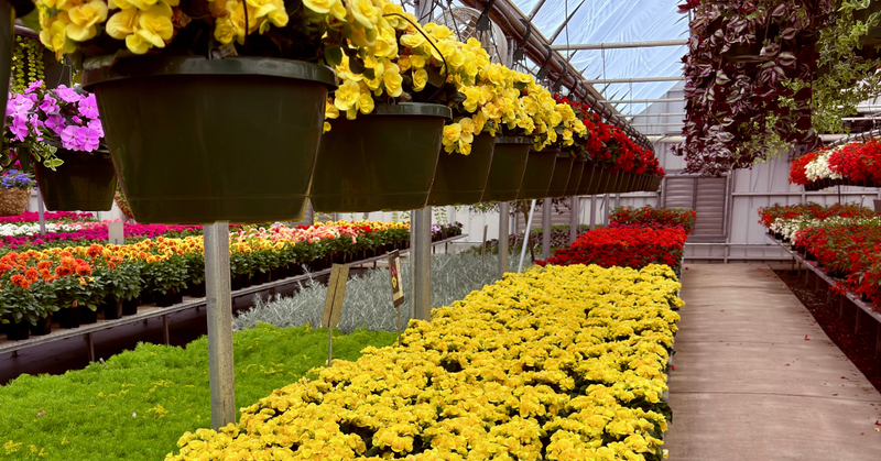Image of colorful hanging baskets and potted flowers inside of a greenhouse