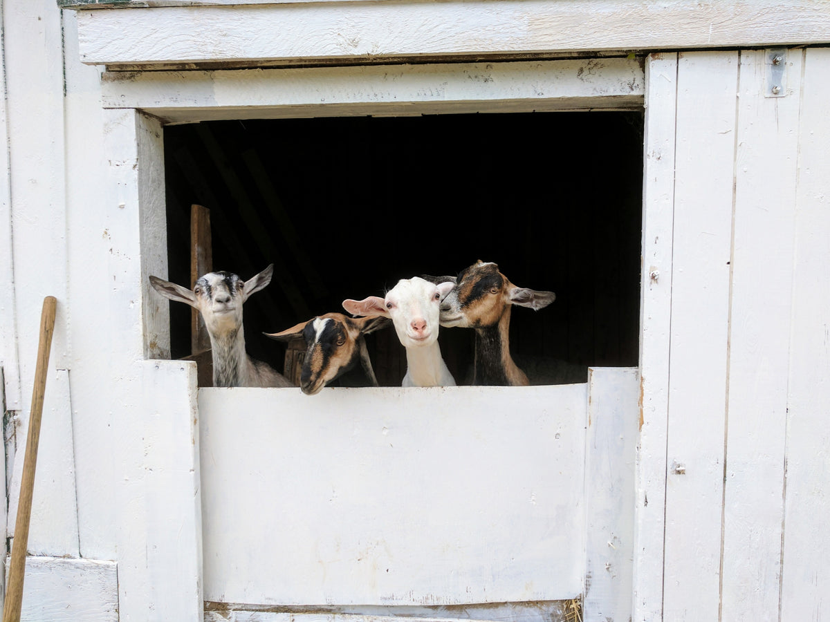 Goats look through a barn window
