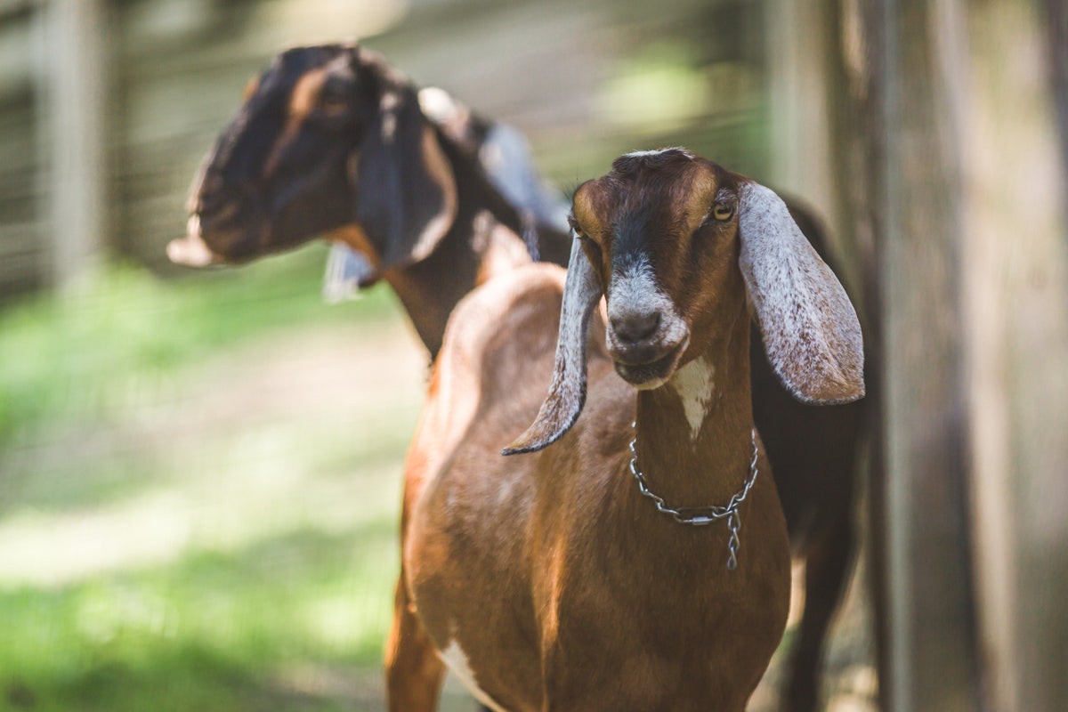 Two goats outside on a farm