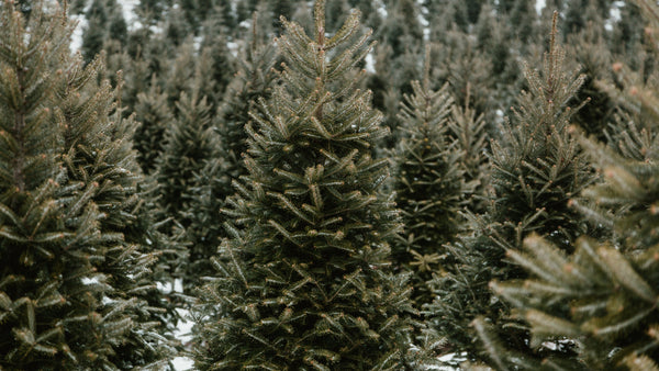 Row of coniferous trees with snow on branches