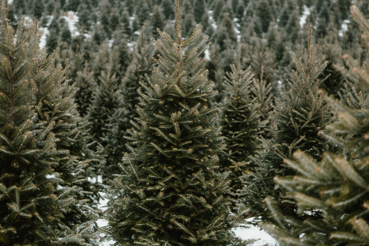 Rows of pine trees on a snow covered ground.