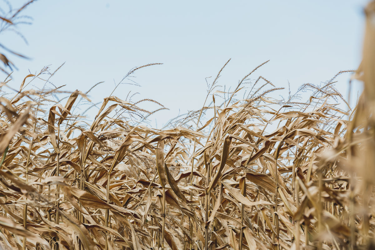 Wind blowing in a cornfield against a blue sky
